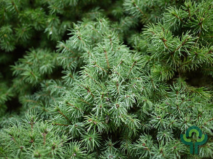 Witte spar (Picea glauca) 'Sander's Blue'