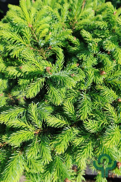 Servische spar (Picea omorika) 'Nana'
