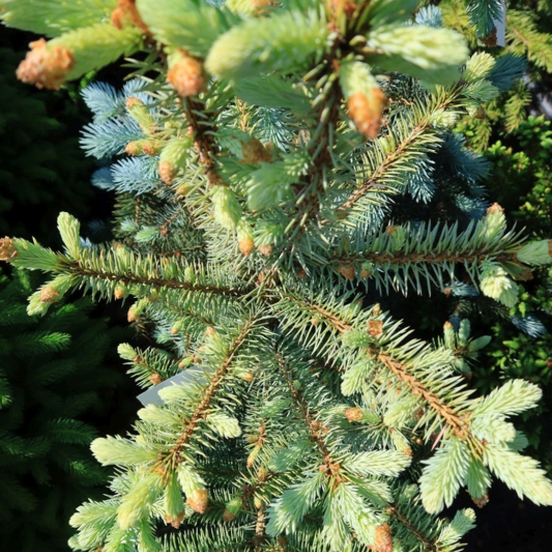 Blauwspar (Picea pungens) 'Edith'
