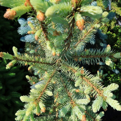 Blauwspar (Picea pungens) 'Edith'