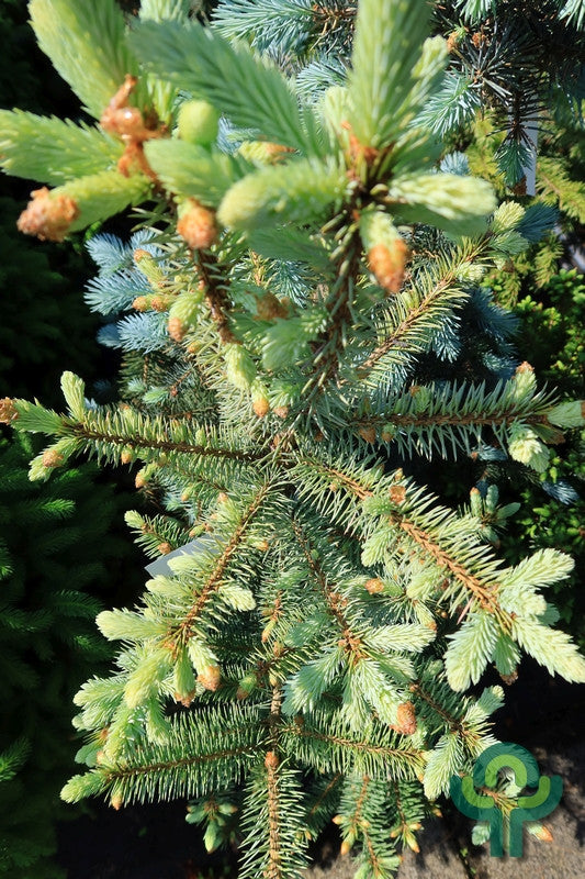 Blauwspar (Picea pungens) 'Edith'