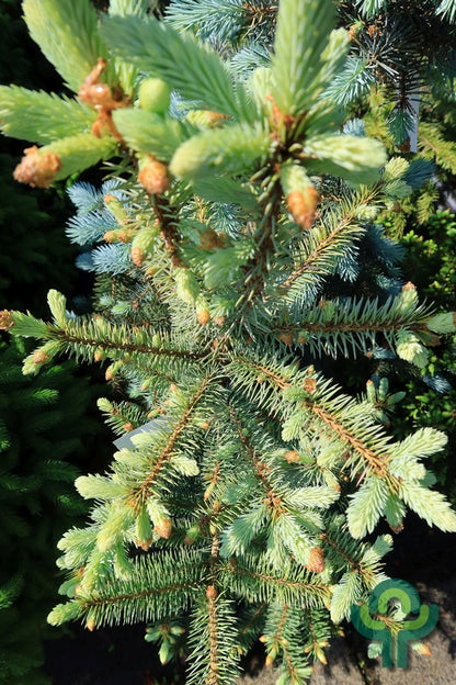 Blauwspar (Picea pungens) 'Edith'