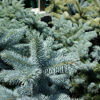 Blauwspar (Picea pungens) 'Hoopsii'