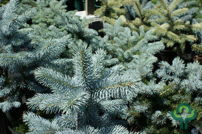 Blauwspar (Picea pungens) 'Hoopsii'