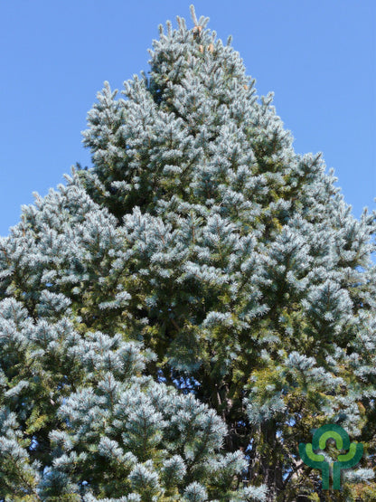 Blauwspar (Picea pungens) 'Iseli Fastigiate'