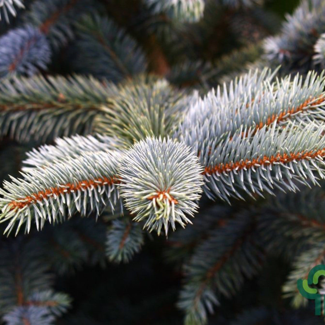 Blauwspar (Picea pungens) 'Super Blue'