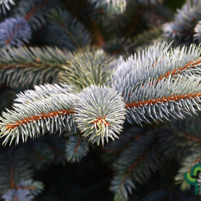 Blauwspar (Picea pungens) 'Super Blue'