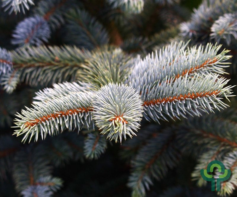 Blauwspar (Picea pungens) 'Super Blue'