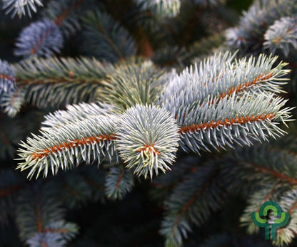 Blauwspar (Picea pungens) 'Super Blue'