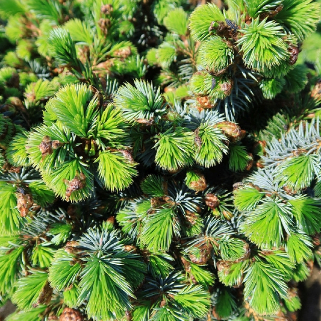 Sitkaspar (Picea sitchensis) 'Tenas'