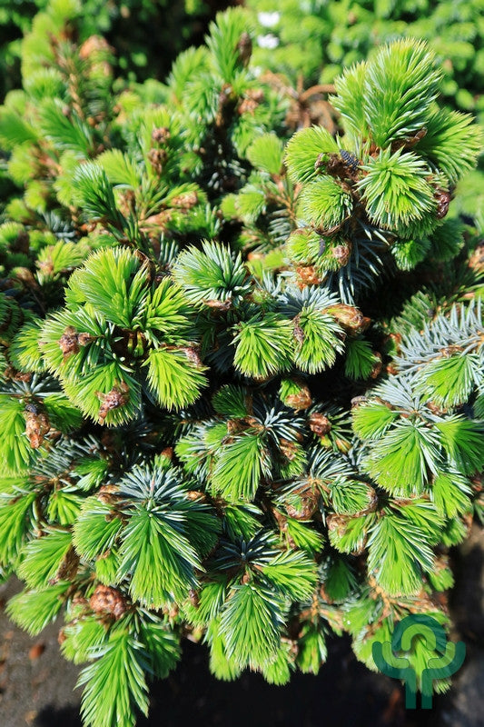 Sitkaspar (Picea sitchensis) 'Tenas'