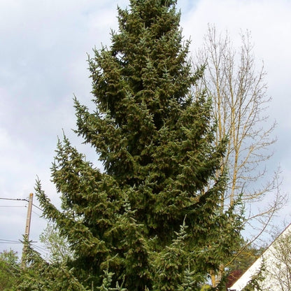 Servische spar (Picea omorika)