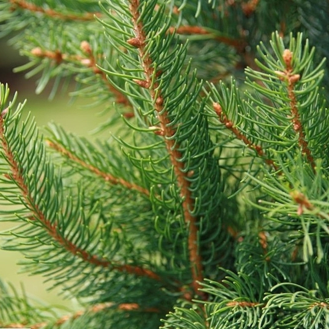 Fijnspar (Picea abies) 'Cupressina'