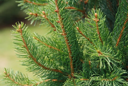 Fijnspar (Picea abies) 'Cupressina'