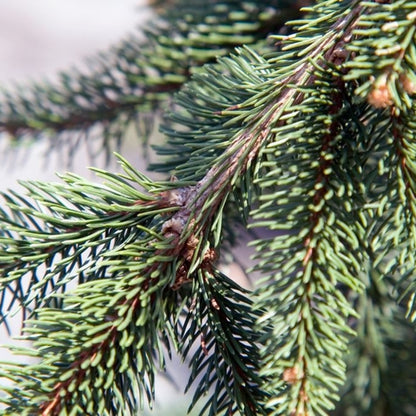 Fijnspar (Picea abies) 'Inversa'