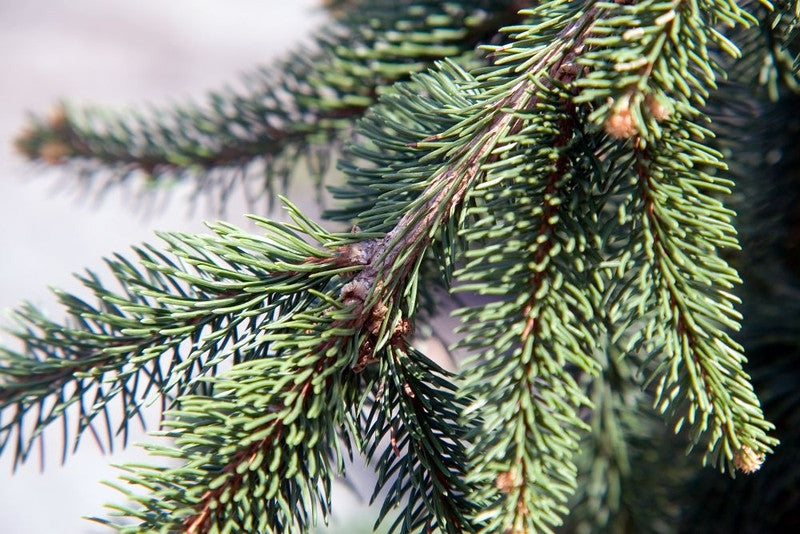 Fijnspar (Picea abies) 'Inversa'