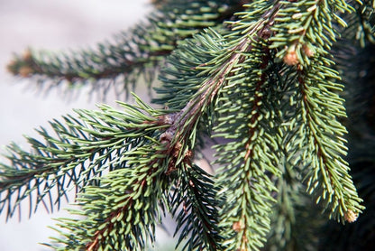Fijnspar (Picea abies) 'Inversa'