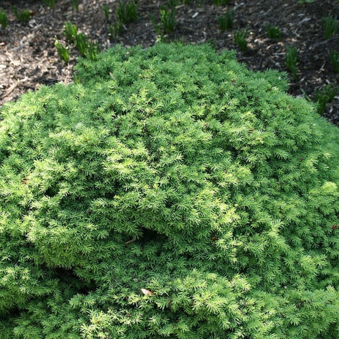 Fijnspar (Picea abies) 'Little Gem'