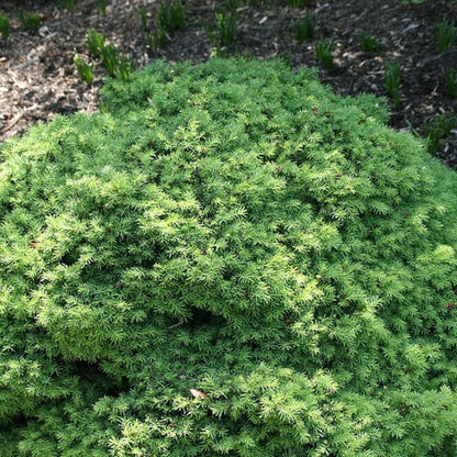 Fijnspar (Picea abies) 'Little Gem'