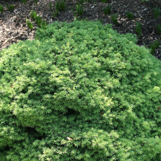Fijnspar (Picea abies) 'Little Gem'