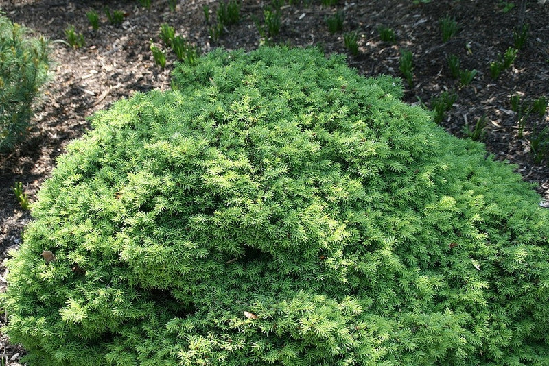 Fijnspar (Picea abies) 'Little Gem'