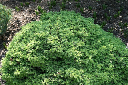 Fijnspar (Picea abies) 'Little Gem'