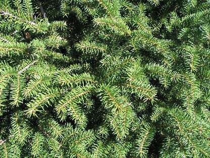Fijnspar (Picea abies) 'Nidiformis'