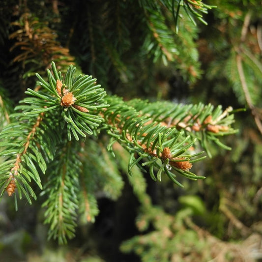 Fijnspar (Picea abies) 'Ohlendorffii'