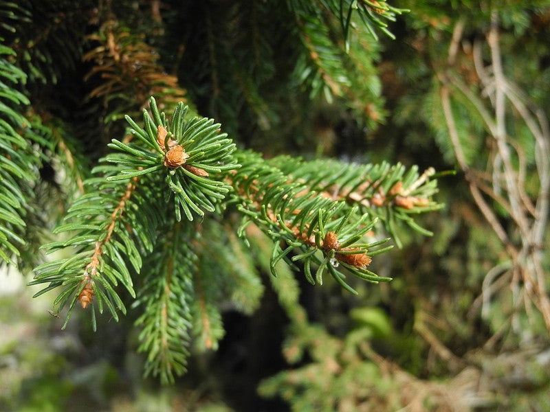 Fijnspar (Picea abies) 'Ohlendorffii'