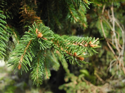 Fijnspar (Picea abies) 'Ohlendorffii'