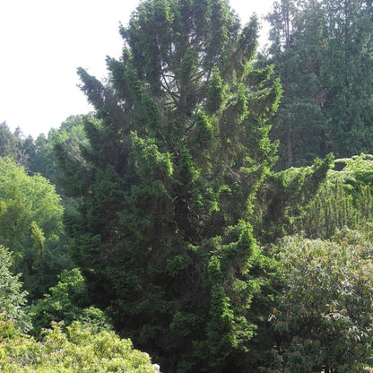 Fijnspar (Picea abies) 'Ohlendorffii'