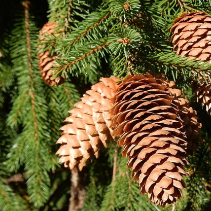 Fijnspar (Picea abies) 'Acrocona'