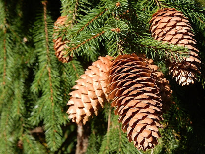 Fijnspar (Picea abies) 'Acrocona'
