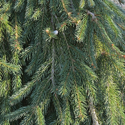 Fijnspar (Picea abies) 'Frohburg'