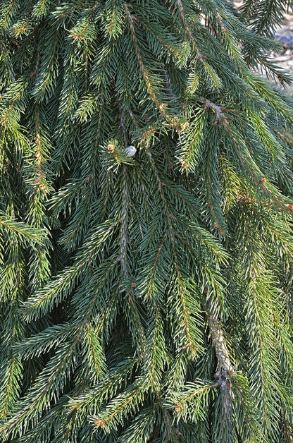 Fijnspar (Picea abies) 'Frohburg'