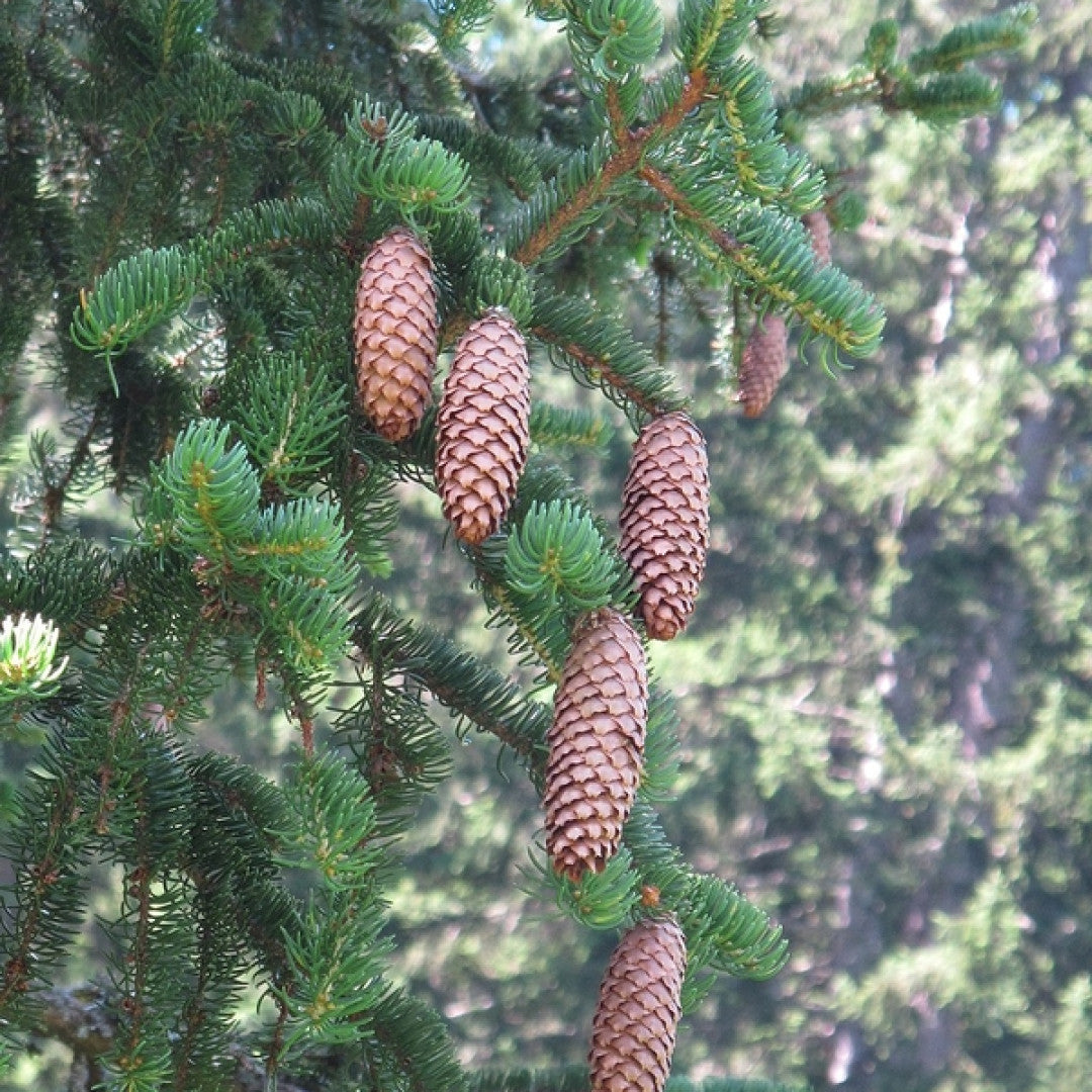 Fijnspar (Picea abies)