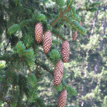 Fijnspar (Picea abies)