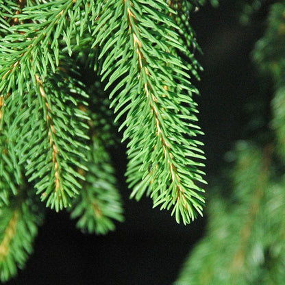 Fijnspar (Picea abies)
