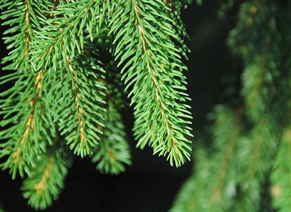 Fijnspar (Picea abies)