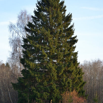Fijnspar (Picea abies)