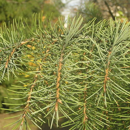 Treurspar (Picea breweriana)