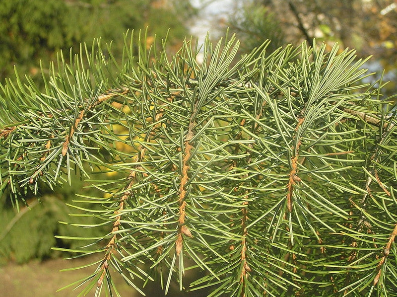 Treurspar (Picea breweriana)
