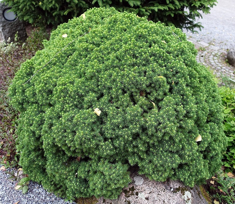 Witte spar (Picea glauca) 'Alberta Globe'