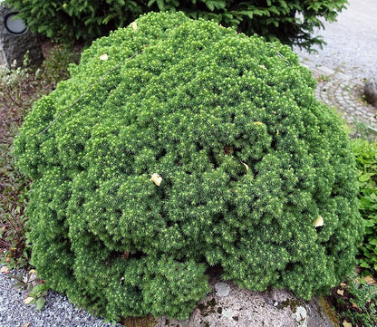 Witte spar (Picea glauca) 'Alberta Globe'
