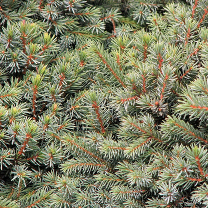 Witte spar (Picea glauca) 'Echiniformis'