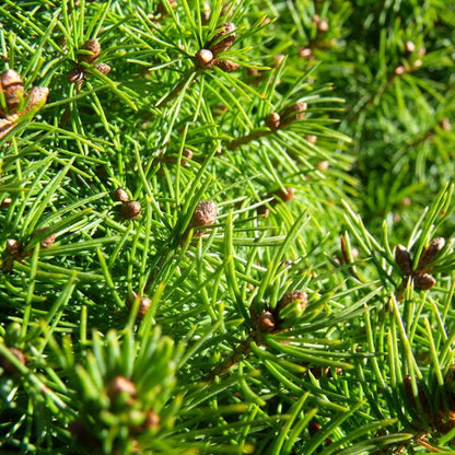 Witte spar (Picea glauca) 'Conica'