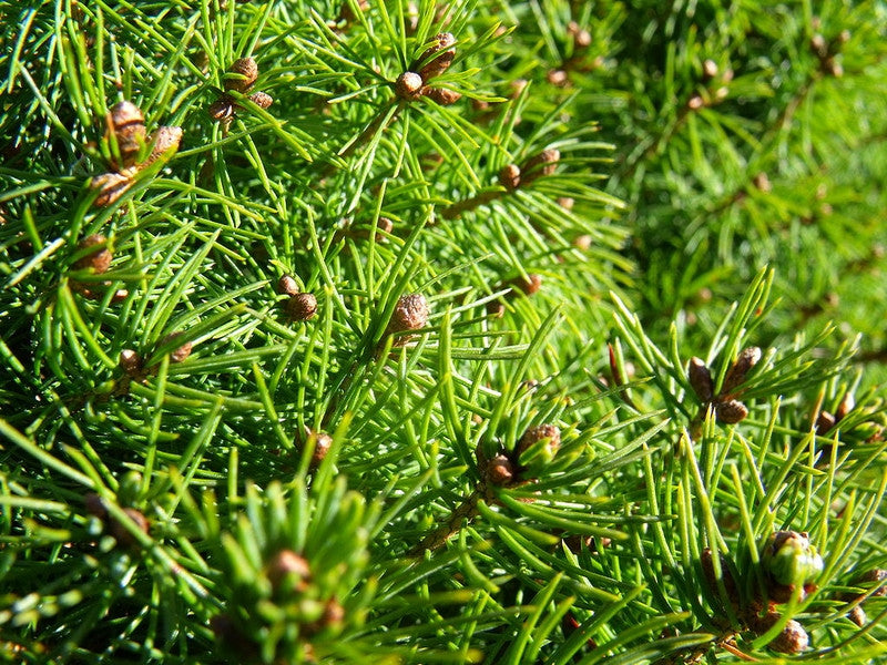 Witte spar (Picea glauca) 'Conica'
