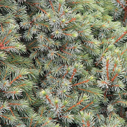 Zwarte spar (Picea mariana) 'Nana'