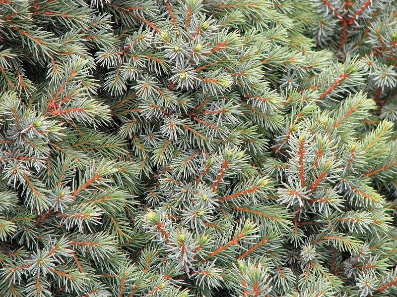Zwarte spar (Picea mariana) 'Nana'