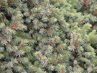 Zwarte spar (Picea mariana) 'Nana'